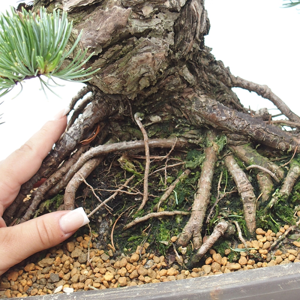 Vonkajšie bonsaje - Pinus parviflora - Pinus parviflora