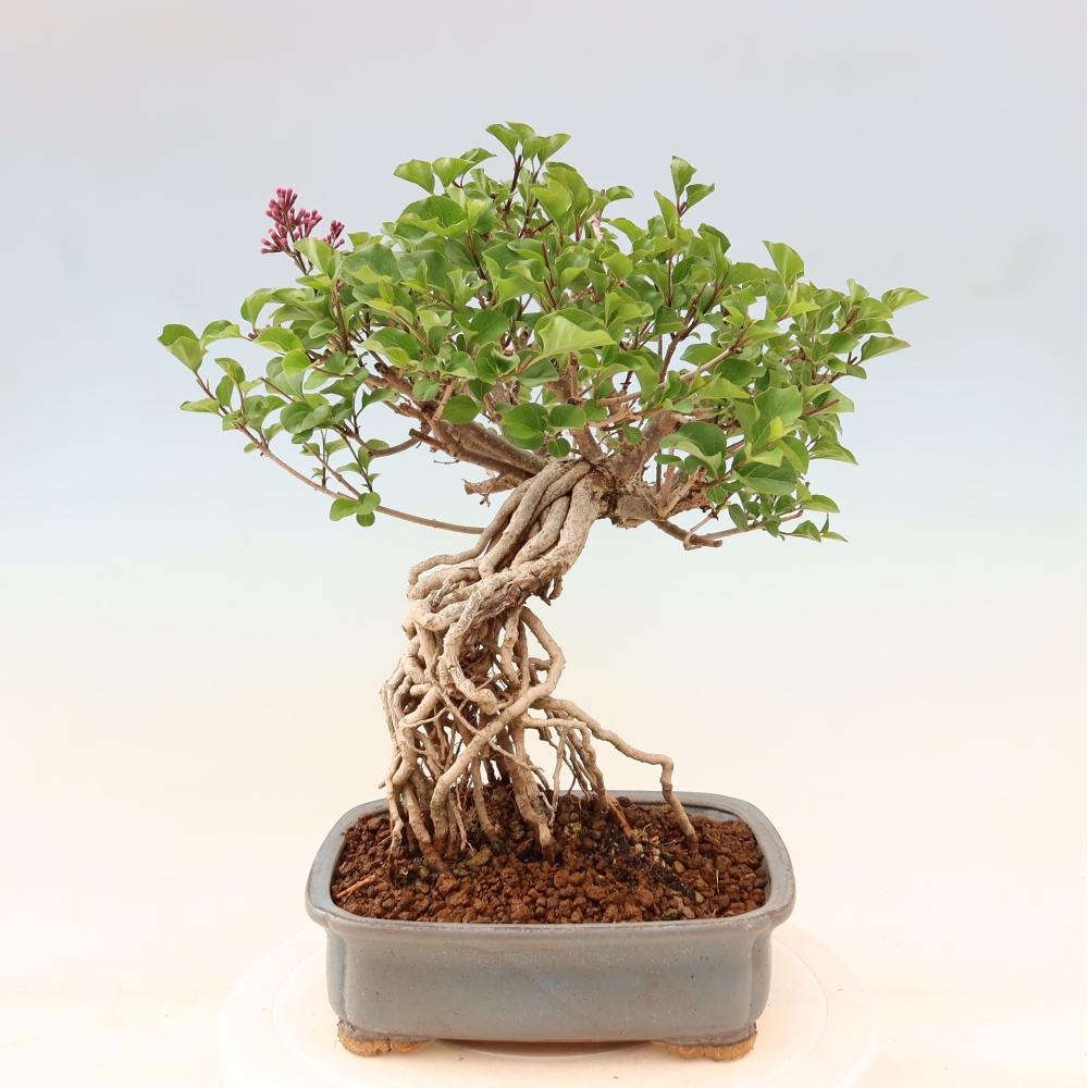 Vonkajší bonsaj - Syringa microphylla - drobnokvetý šeřík