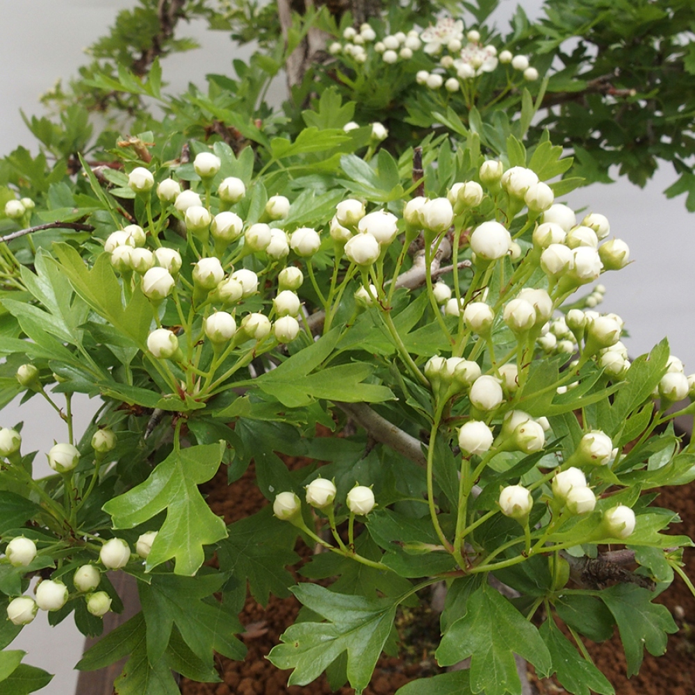 Vonkajší bonsai - Hloh - Crataegus monogyna