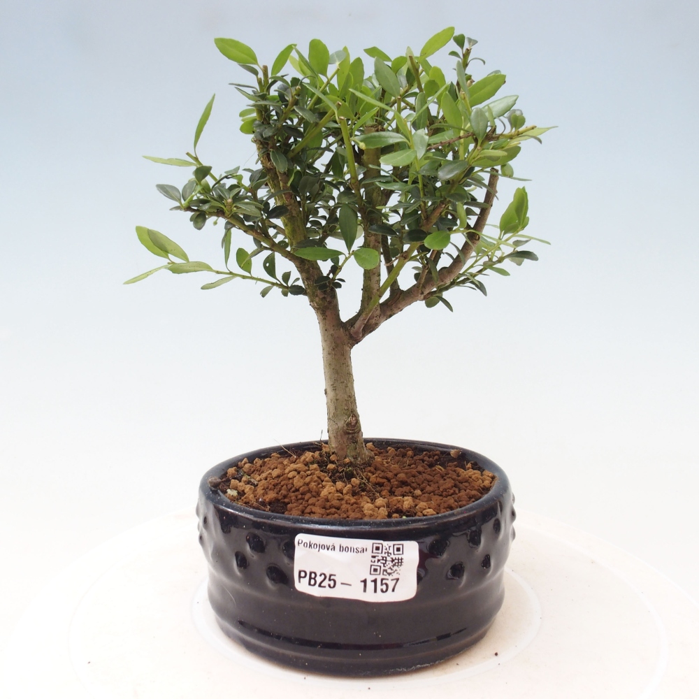 Izbová bonsai - Ilex crenata - Cezmína