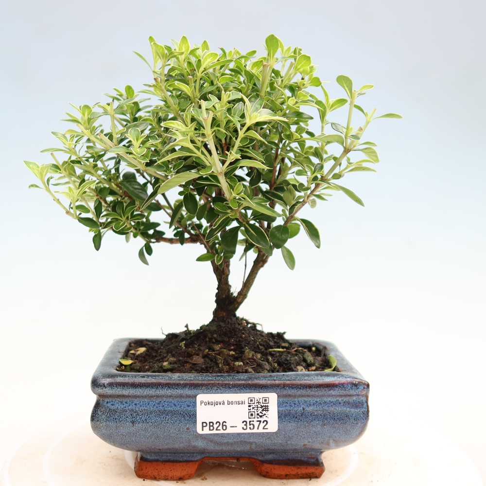 Izba bonsai – Serissa foetida Variegata – Strom tisíc hviezd