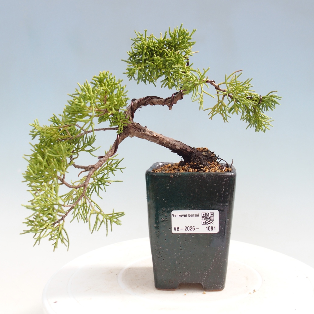 Vonkajší bonsaj - Juniperus chinensis Kishu