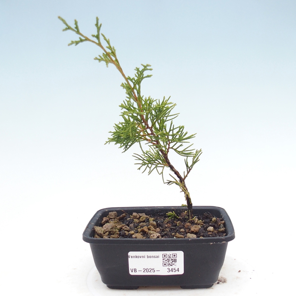 Vonkajší bonsaj - Juniperus chinensis Itoigawa