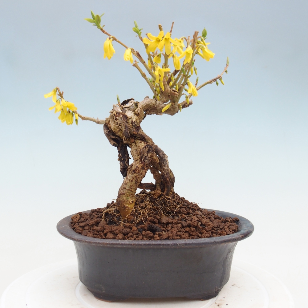 Vonkajšie bonsaje - Zlatice - Forsythia koreana