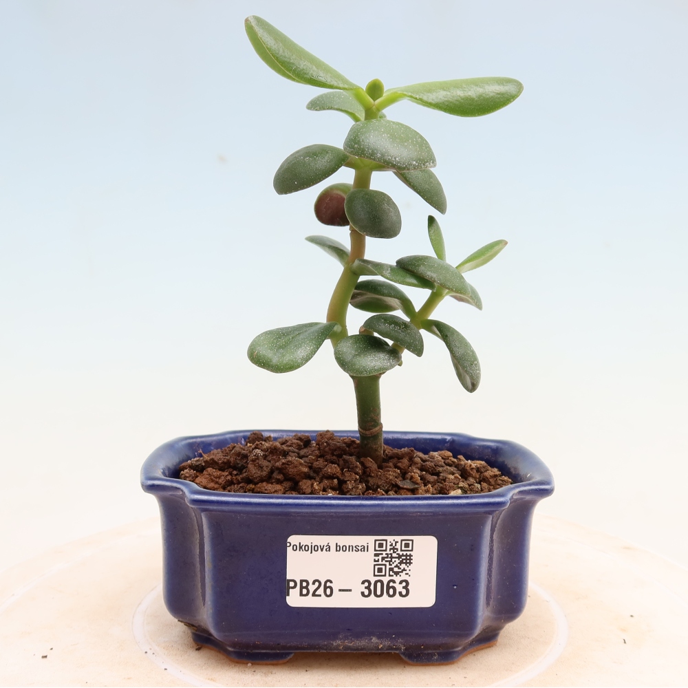 Izba bonsai – Crassula ovata