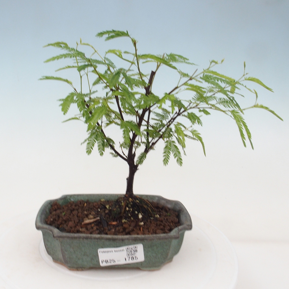 Izbová bonsai-Calliandra surinamensis Dixie Pink-Kaliandra Suriámska