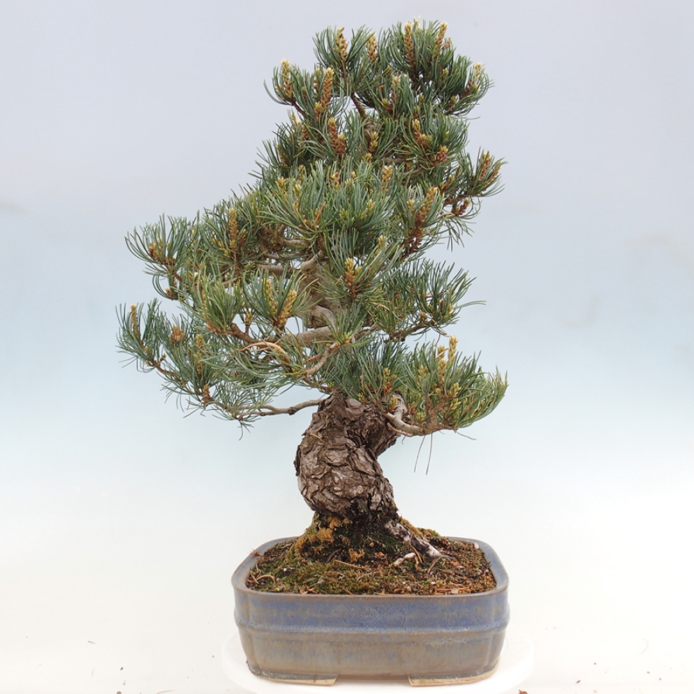 Vonkajšie bonsaje - Pinus parviflora - Pinus parviflora