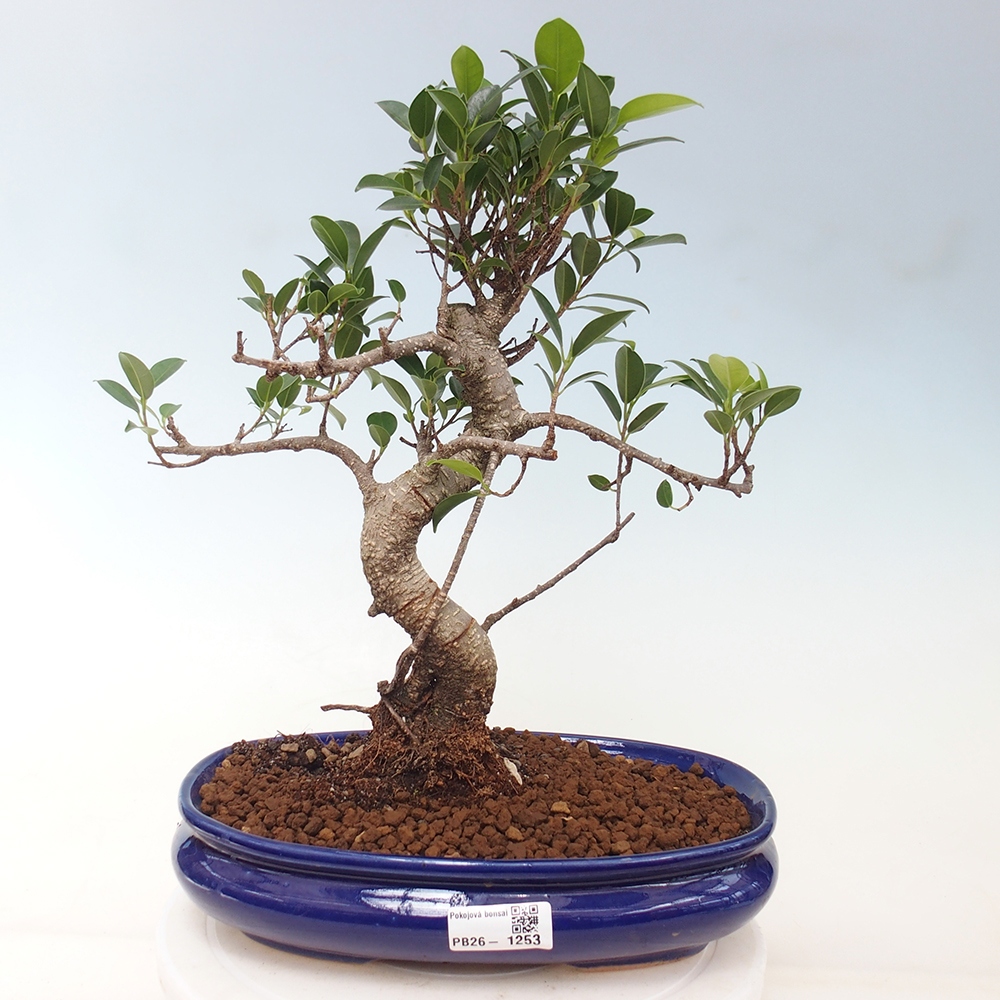 Izbová bonsai - Ficus kimmen - malolistá fikus