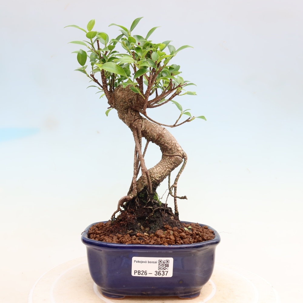 Izbové bonsaje - Ficus kimmen - drobnolistý fikus