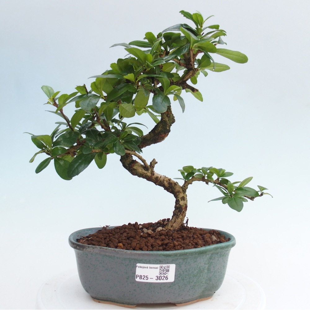 Izbová bonsai - Carmona macrophylla - Čaj fuki