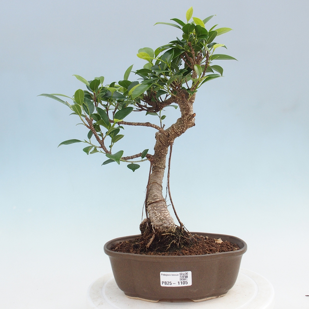 Izbová bonsai - Ficus retusa - malolistá fikus