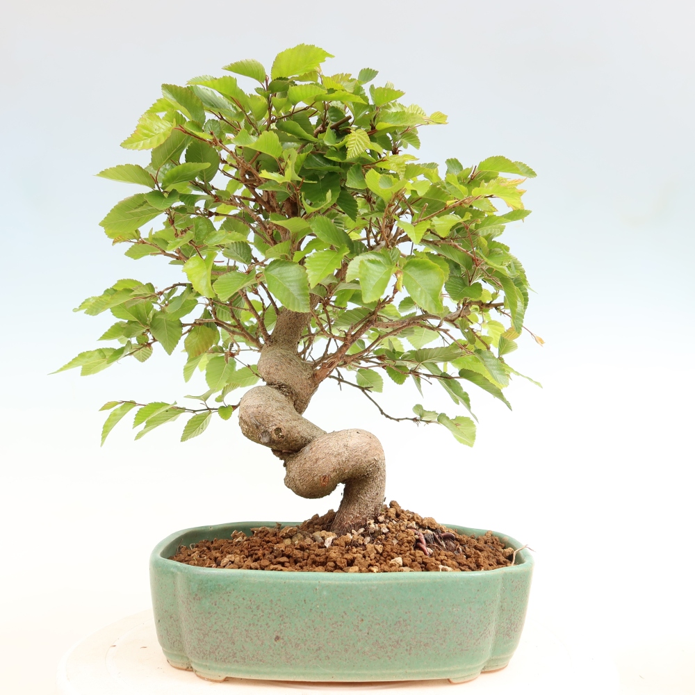 Vonkajší bonsaj -Carpinus coreana - Hrab kórejský