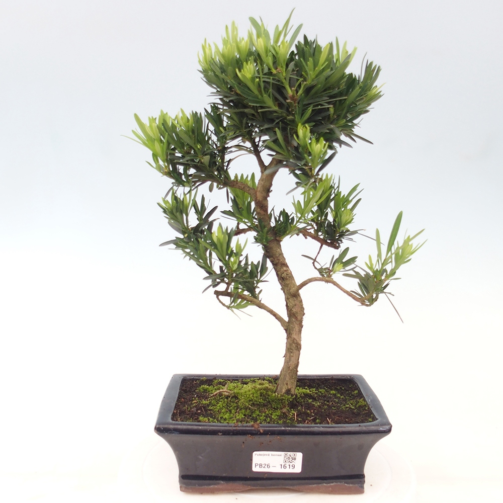 Izbové bonsaje - Podocarpus - Kamenný tis