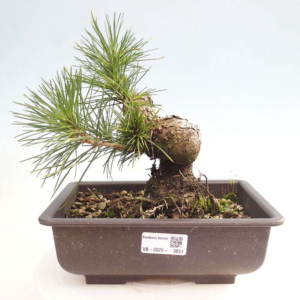 Vonkajšie bonsaje - Pinus thunbergii - borovica Thunbergova