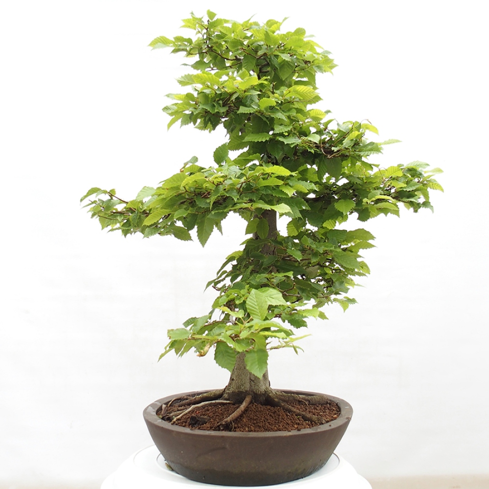 Vonkajší bonsai - Hrab obyčajný - Carpinus betulus