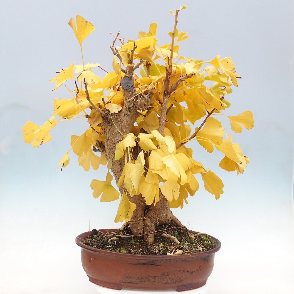Vonkajší bonsai - Jinan dvojlaločný - Ginkgo biloba