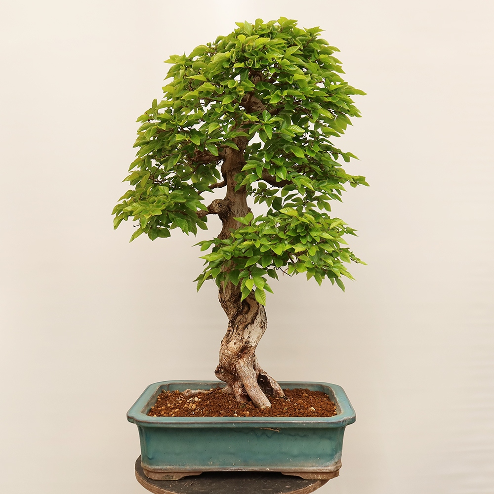 Vonkajší bonsai -Carpinus Coreana - Hrab kórejský