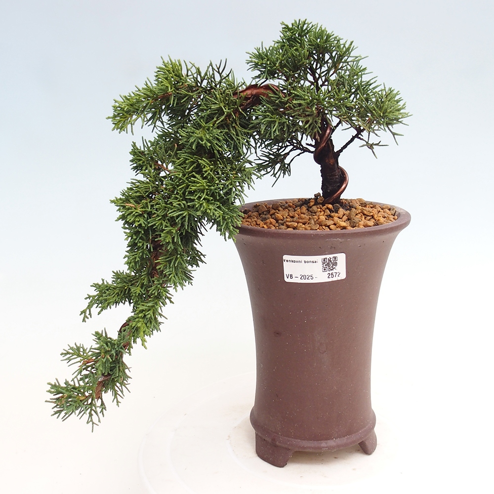 Vonkajší bonsai - Juniperus chinensis Kishu -Jalovec čínsky