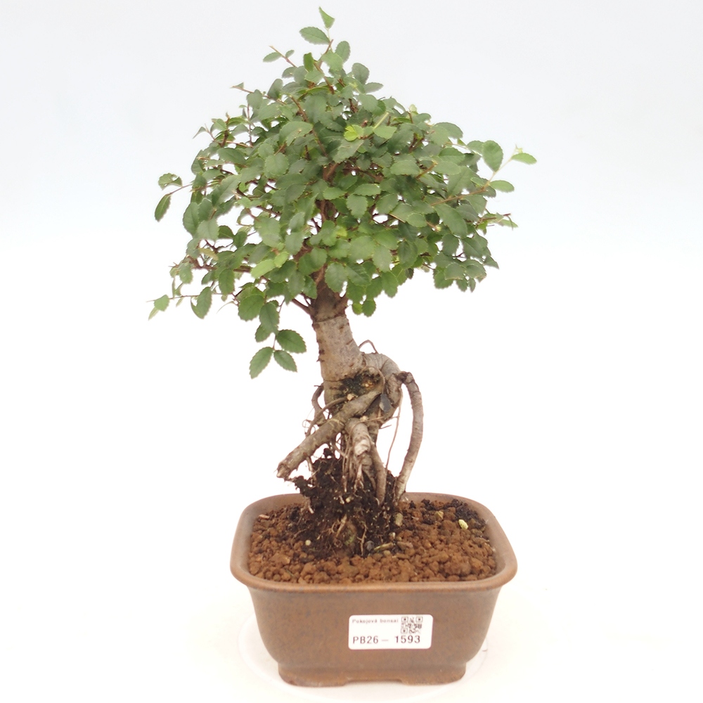 Izbový bonsaj - Ulmus parvifolia - brest malolistý