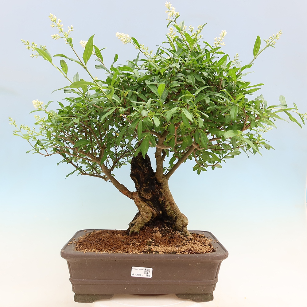 Vonkajší bonsaj - Ligustrum vulgare - Vtáčí zobák