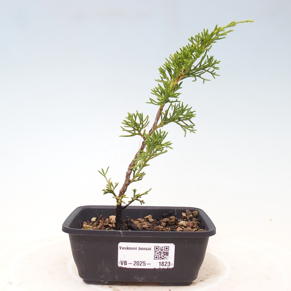 Vonkajší bonsai - Juniperus chinensis Itoigawa -Jalovec čínsky