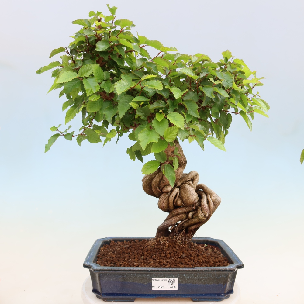 Vonkajší bonsaj -Carpinus coreana - Hrab kórejský