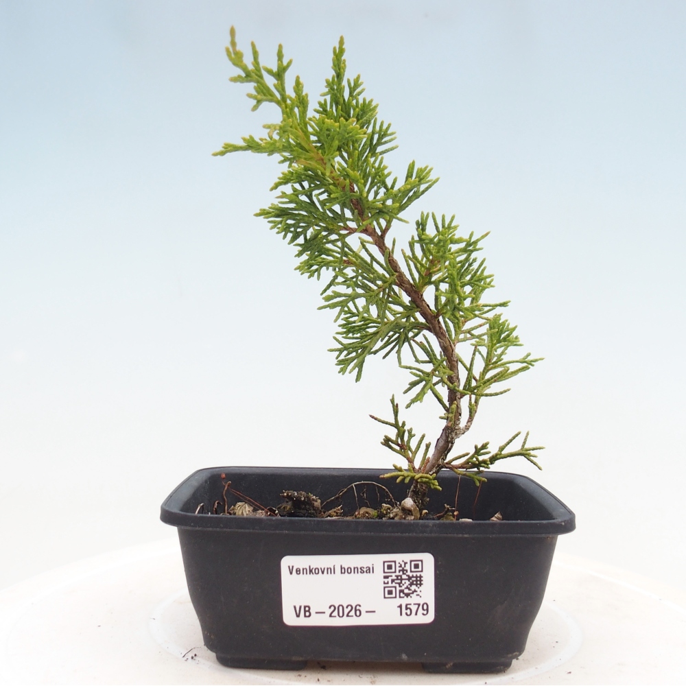 Vonkajší bonsaj - Juniperus chinensis Itoigawa