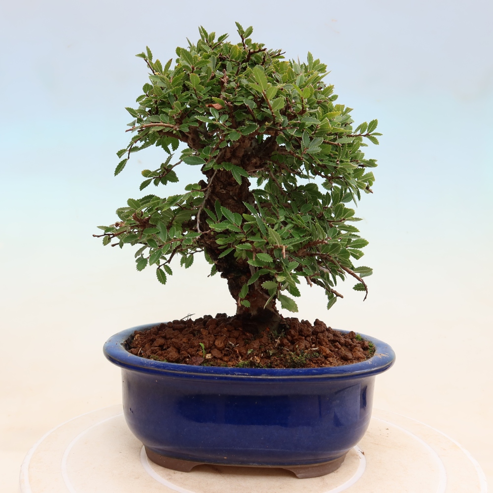 Vonkajšie bonsaje - Zelkova - Zelkova NIRE
