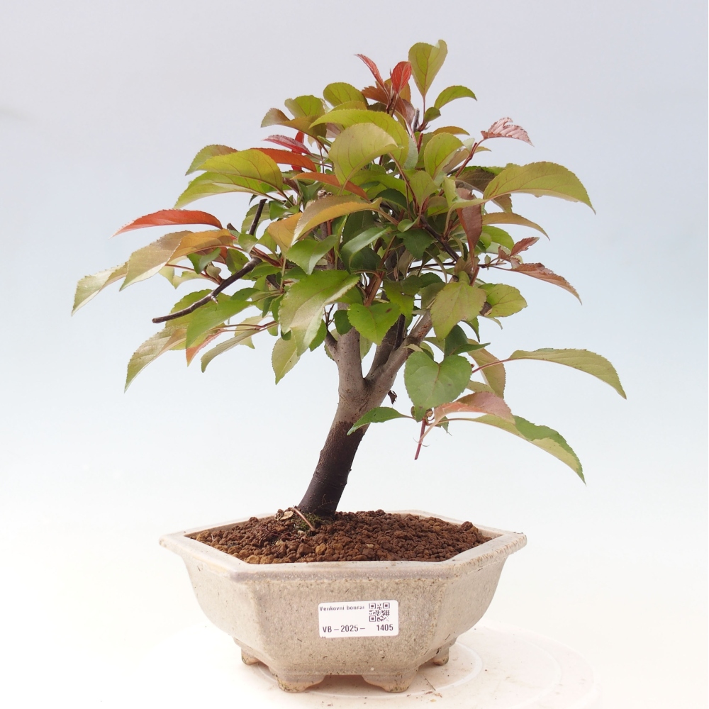 Vonkajší bonsai -Malus domestica - Maloplodá jabloň červenolistá