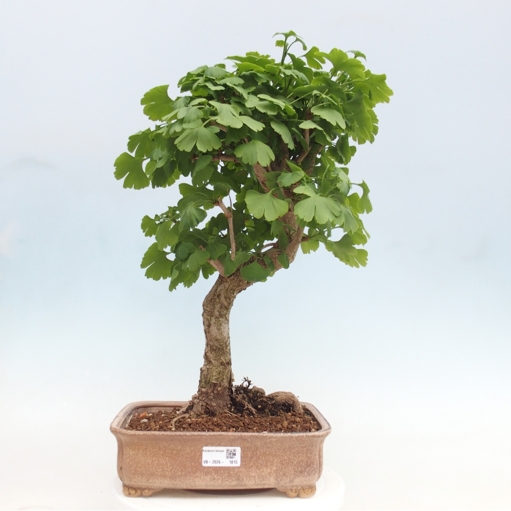 Vonkajšie bonsaje - Ginkgo biloba - Ginkgo biloba