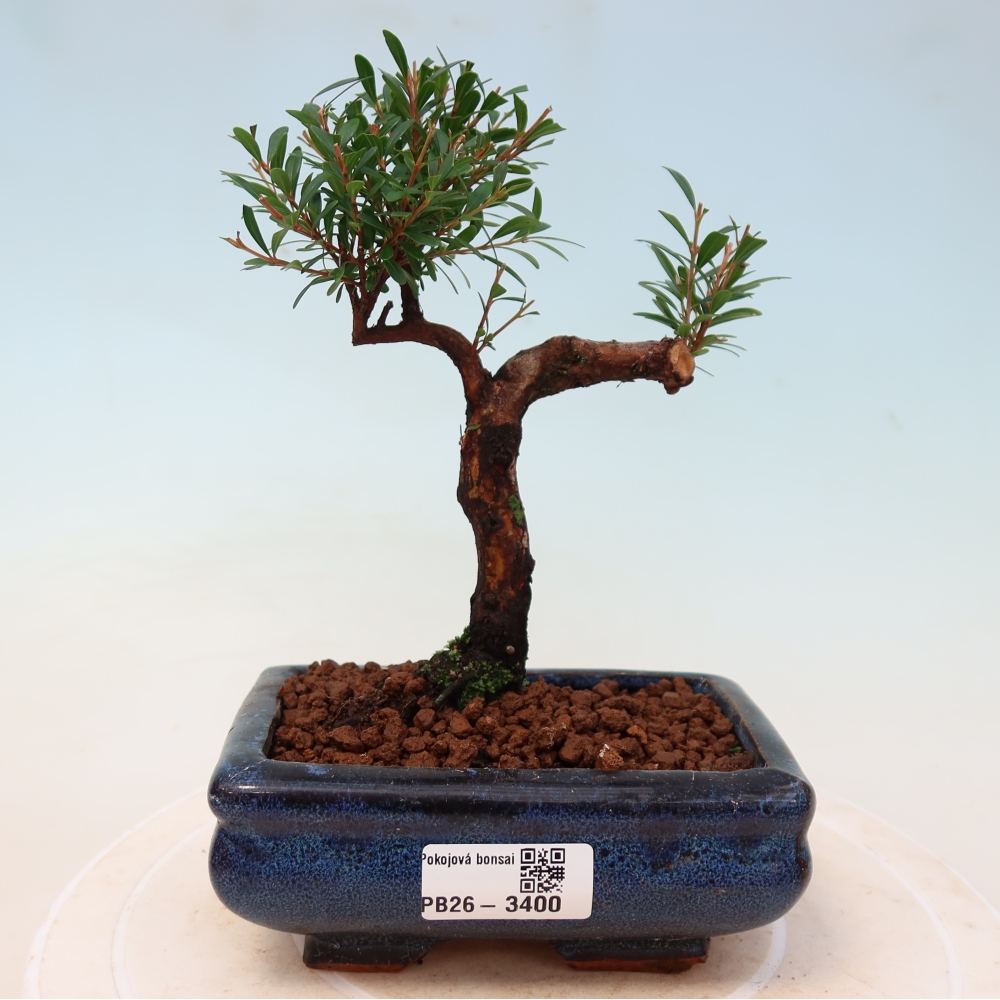 Izbové bonsaje - Syzygium - Pimento