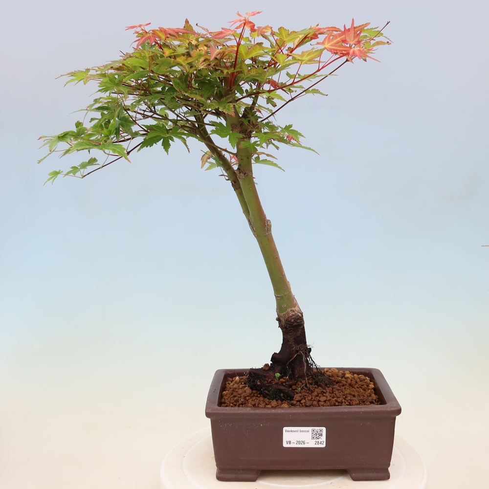 Javor poľný - Acer palmatum Beni Tsukasa