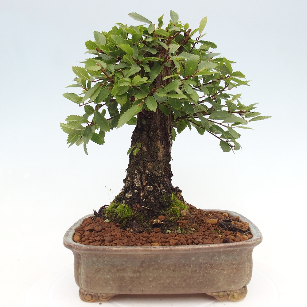 Vonkajšie bonsaje - Zelkova - Zelkova NIRE