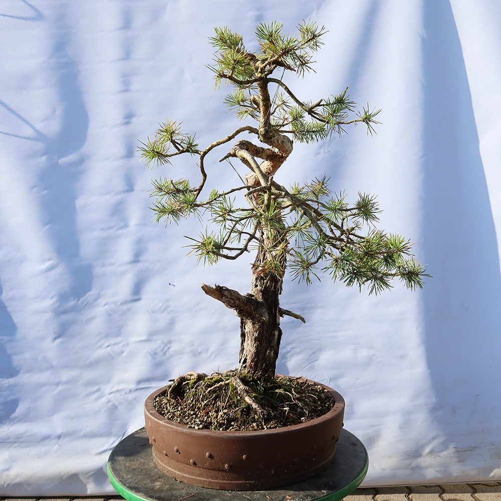Pinus sylvestris Španielsko – borovica lesná