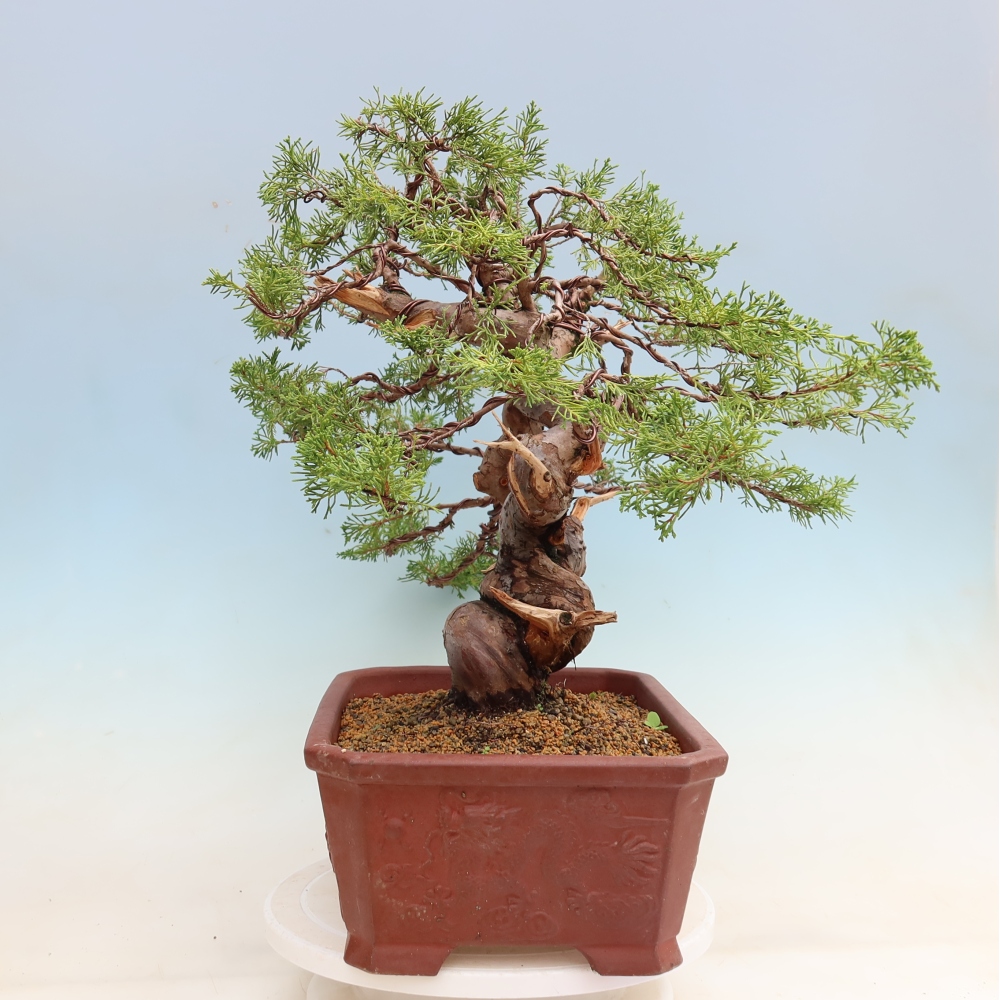Vonkajší bonsai – Juniperus chinensis Itoigawa – čínsky jalovec