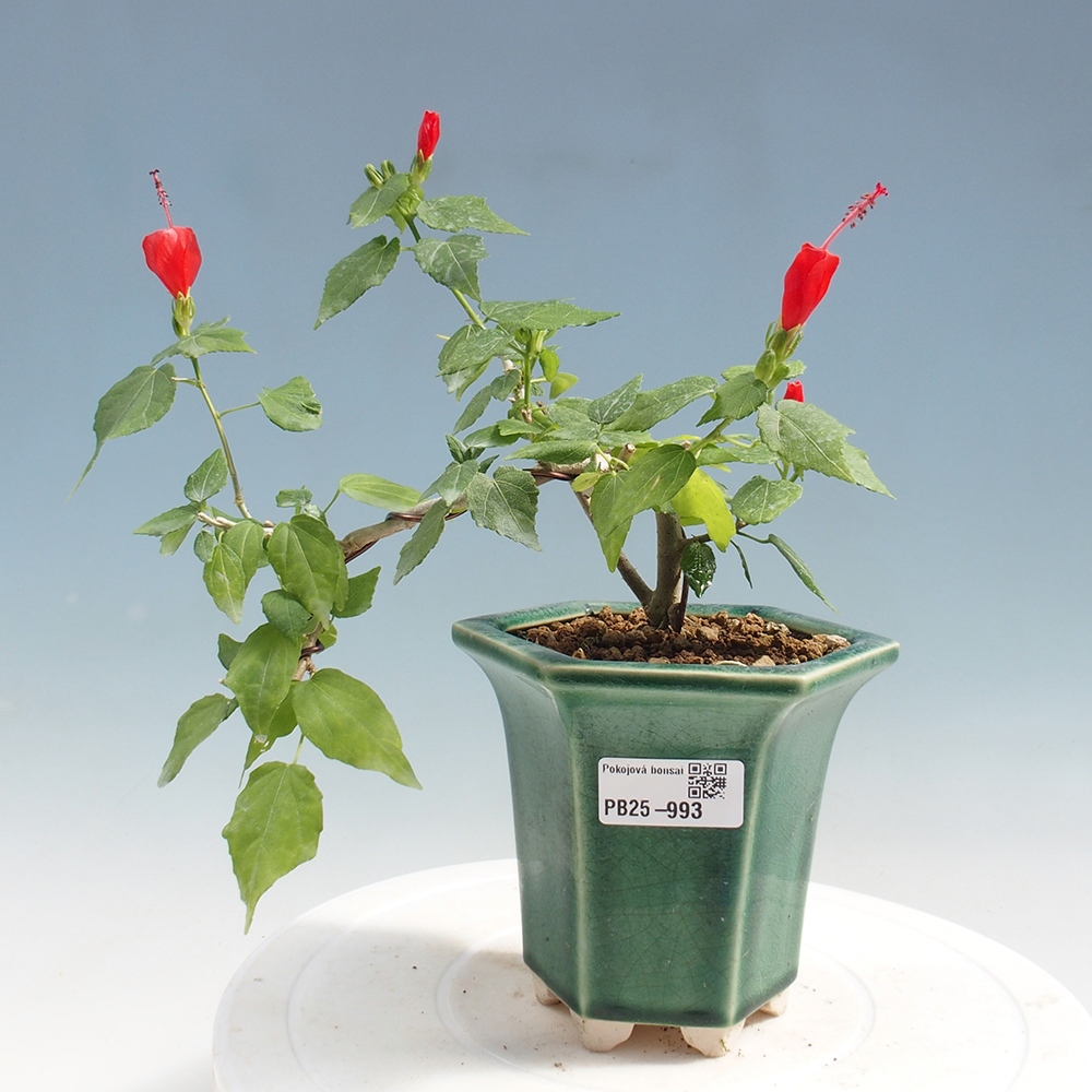 Izbová bonsai - Malvaviscus arboreus - ibištekovec drevnatý