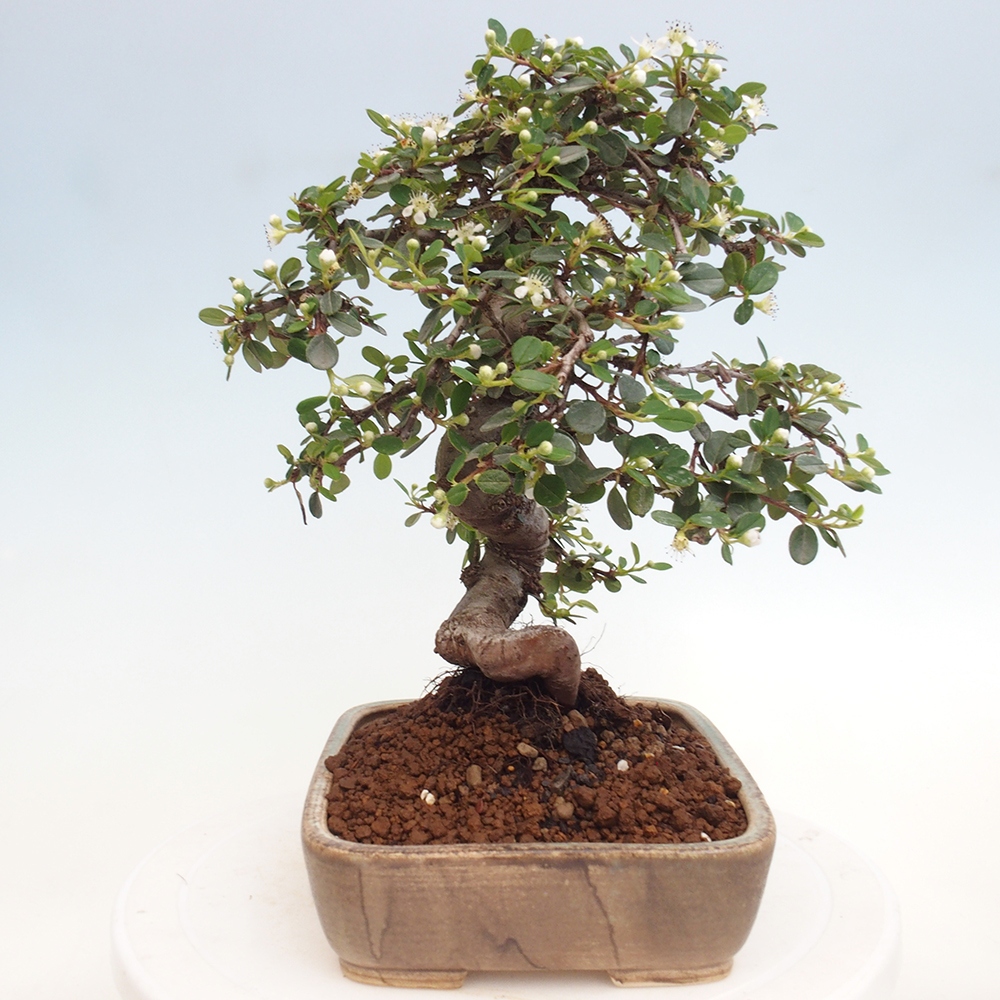 Vonkajší bonsai-Cotoneaster dammeri - Skalník Damerov