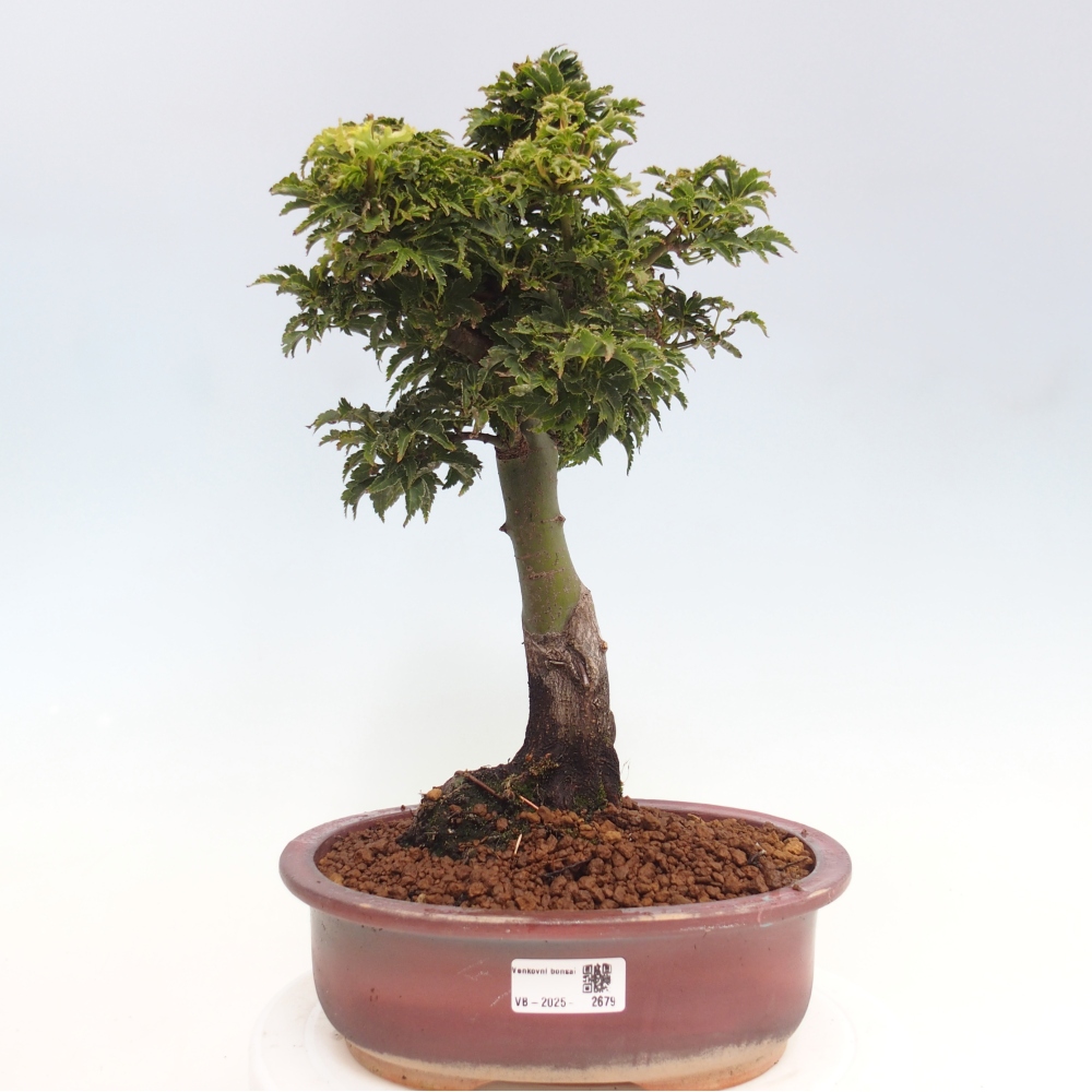 Vonkajší bonsai -Javor dlanitolistý Acer palmatum Shishigashira