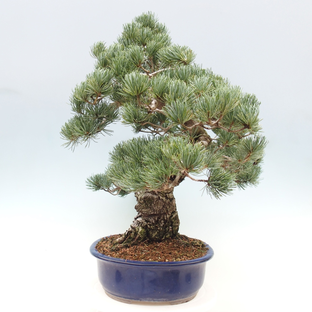Vonkajšie bonsai - Pinus parviflora - Borovica drobnokvetá