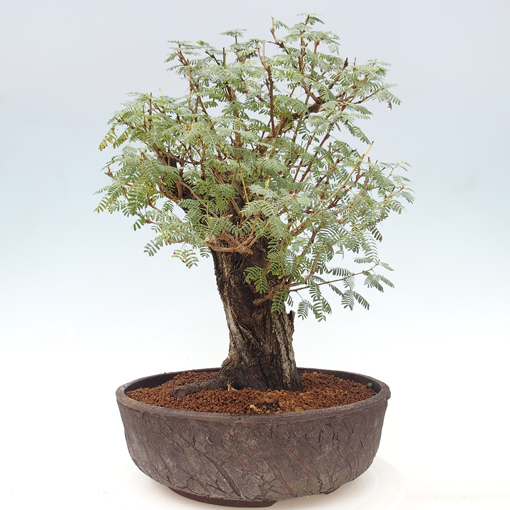 Izbová bonsai - Akacia Arabica