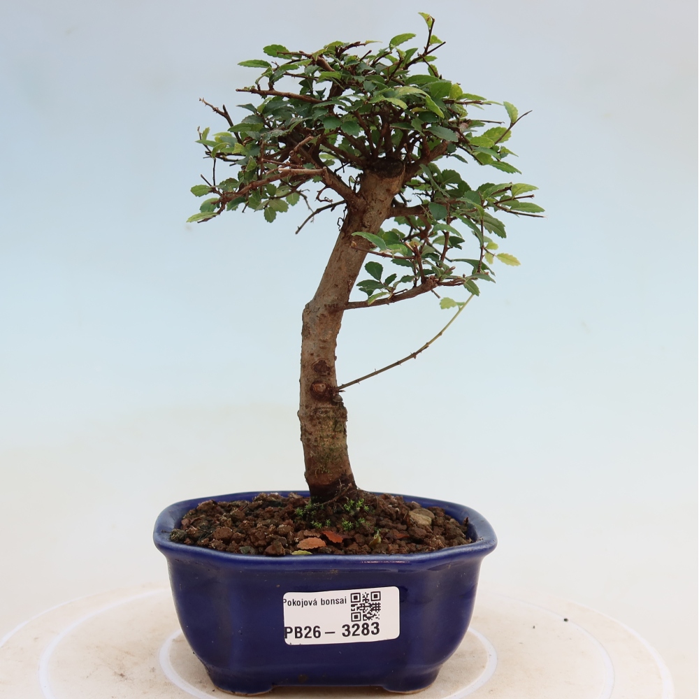 Izbový bonsaj - Ulmus parvifolia - brest malolistý