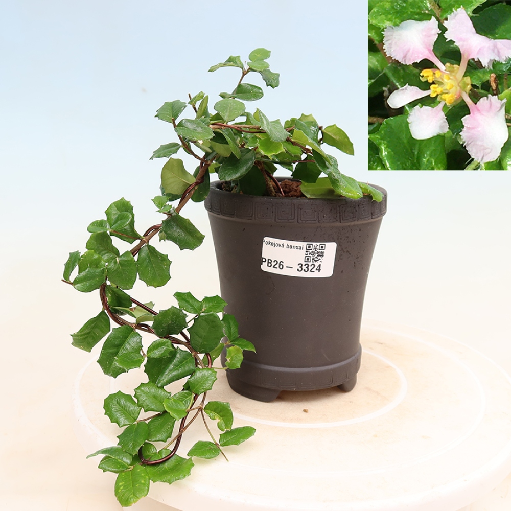 Izba bonsai – barbadoská čerešňa (Malpighia coccigera)
