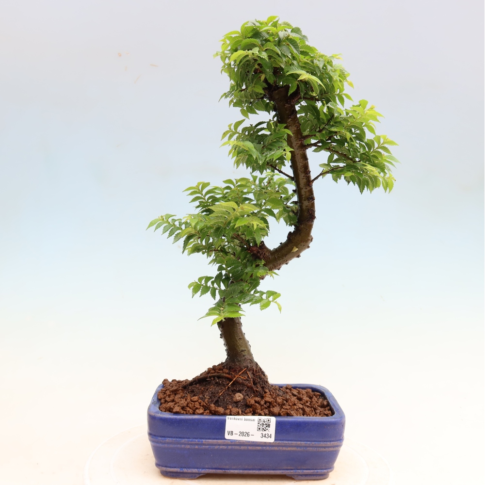 Vonkajší bonsai – Ulmus Jacqueline Hillier – javor krásny