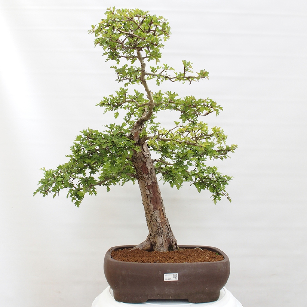 Vonkajší bonsai - Hloh - Crataegus monogyna