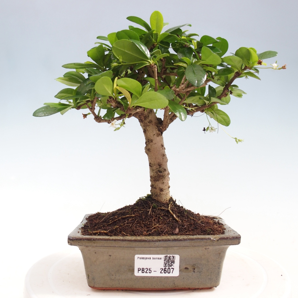 Izbová bonsai - Carmona macrophylla - Čaj fuki
