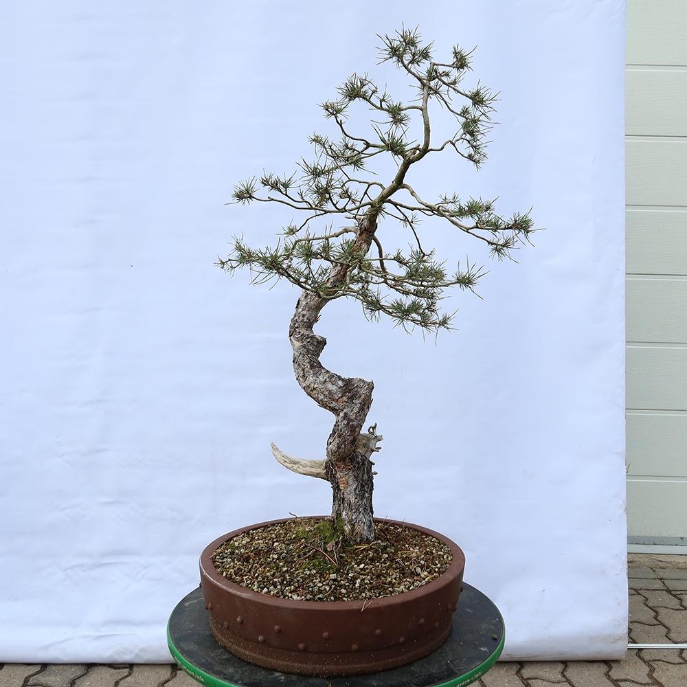 Pinus sylvestris Španielsko – borovica lesná