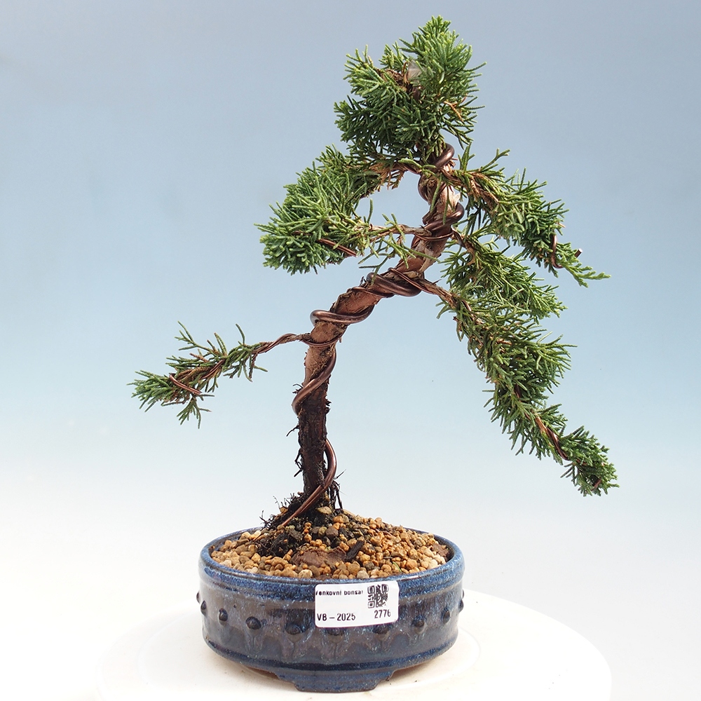 Vonkajší bonsai - Juniperus chinensis Kishu -Jalovec čínsky