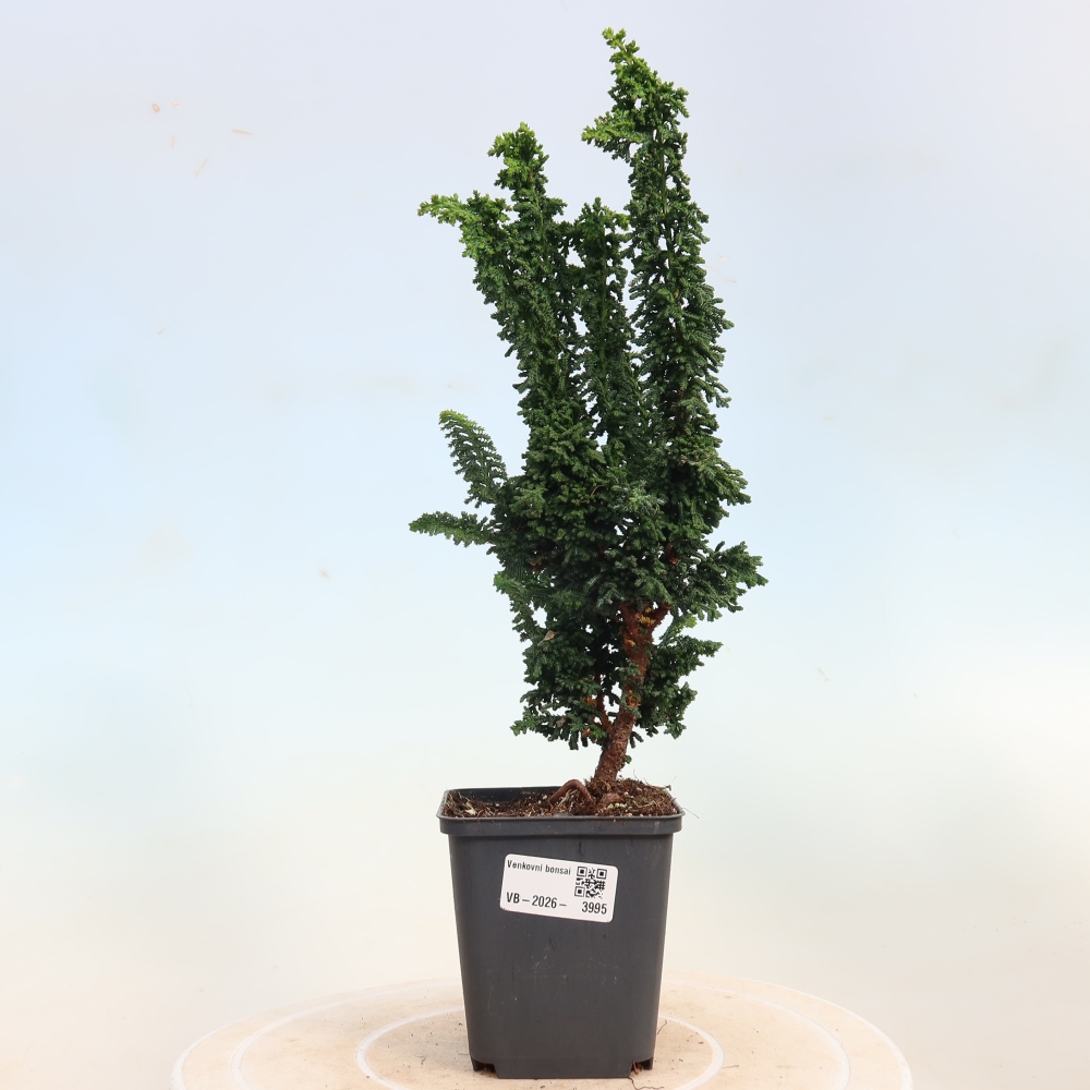 Vonkajší bonsaj - Cham. obtusa SEKKA HINOKI - Cypruštek