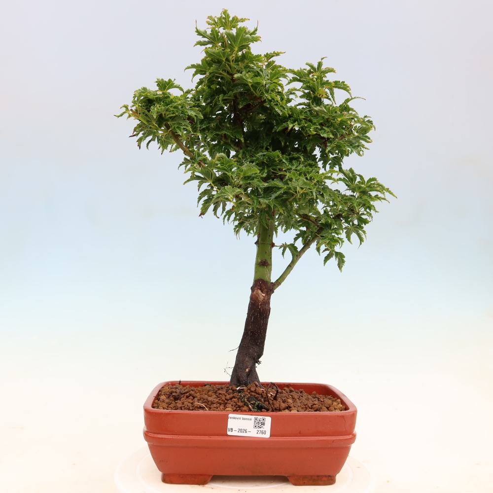 Vonkajšia bonsaj -Javorská palma Acer palmatum Shishigashira