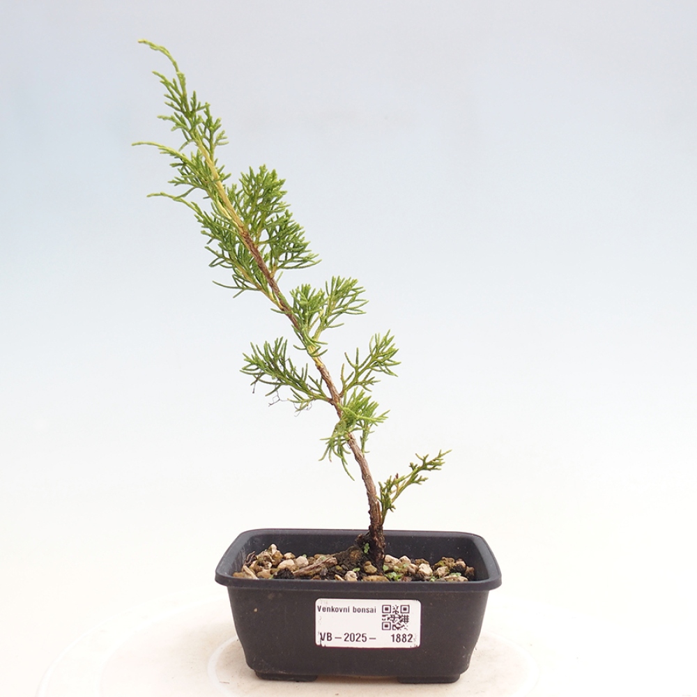 Vonkajší bonsai - Juniperus chinensis Itoigawa -Jalovec čínsky